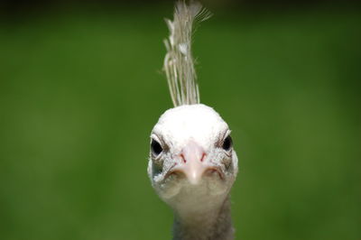 Close-up portrait of peahen