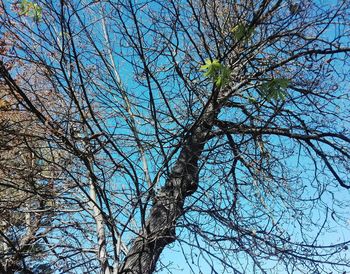 Low angle view of bare tree against blue sky