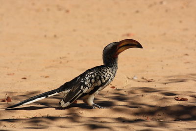 Close-up of bird on sand