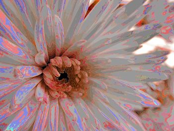 Extreme close up of flower