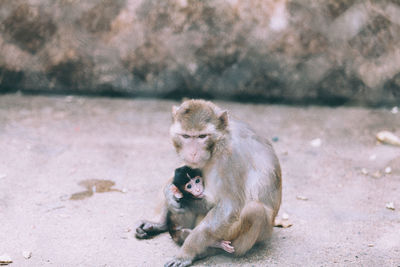 High angle view of monkey feeding infant on footpath