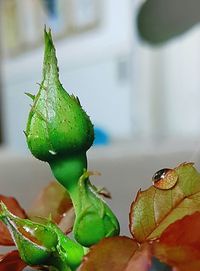 Close-up of fresh green plant