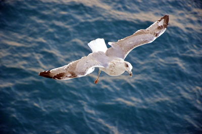 Close-up of seagull flying over sea