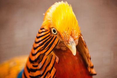 Close-up of a bird