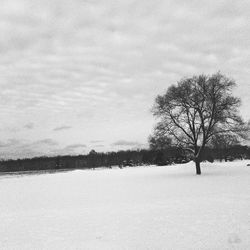 Trees in park