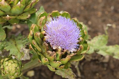 Close-up of purple thistle flower