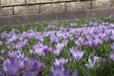 Close-up of purple crocus flowers on field