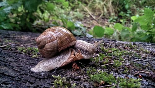 Close-up of snail on rock in forest