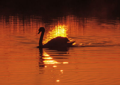 Silhouette ducks swimming in lake during sunset