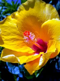 Close-up of yellow flower