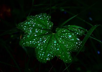 Close-up of wet plant