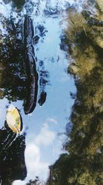 Reflection of trees in water