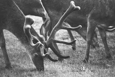 Deer grazing in a field