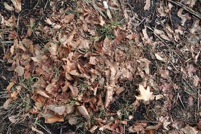 High angle view of dry leaves on field