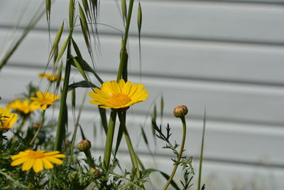 Close-up of yellow flowering plant
