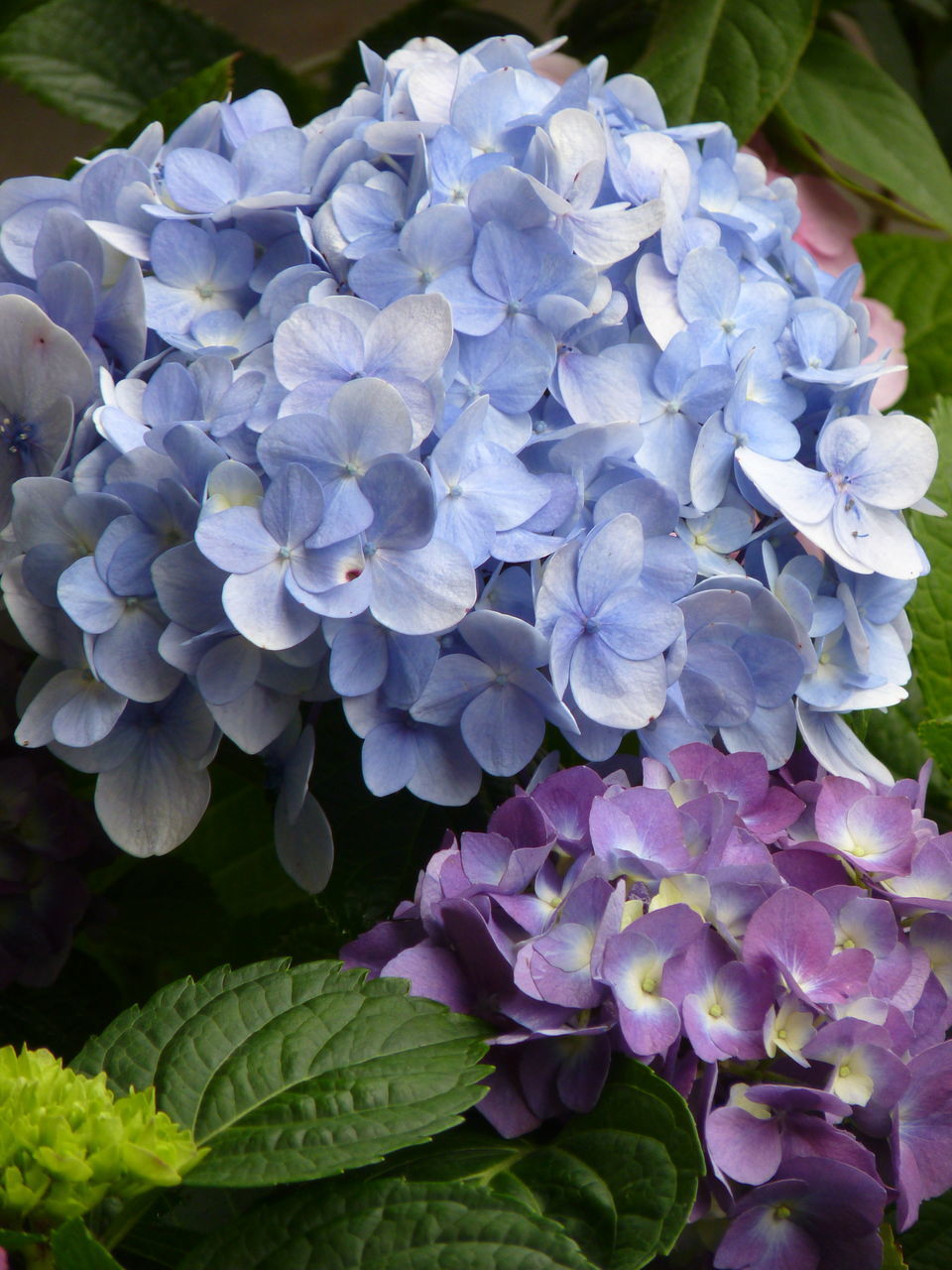 CLOSE-UP OF PURPLE HYDRANGEAS