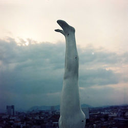 Close-up of bird by sea against sky