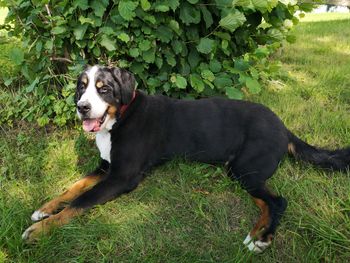 Black dog relaxing on field