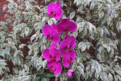 Close-up of pink flowering plants