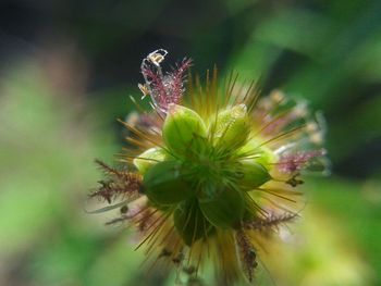 Close-up of flowers