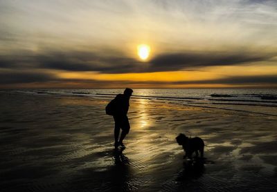 Silhouette dog on beach against sky during sunset