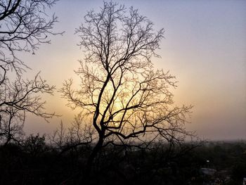 Silhouette bare trees against clear sky at sunset