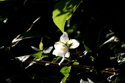 Close-up of white flowers