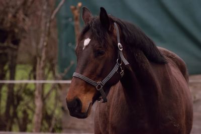 Close-up of horse in ranch