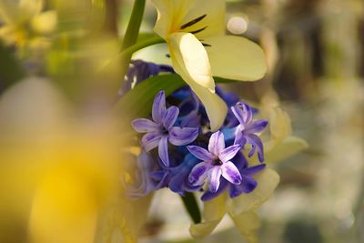 Close-up of purple flowering plant