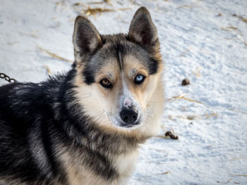 Portrait of dog in snow