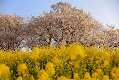 View of yellow flowering plants on field