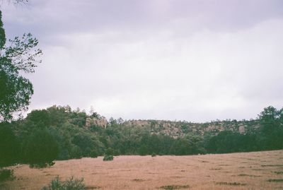 Trees on field against sky