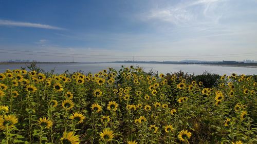 Yellow flowering plants on field against sky