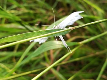 Close-up of dragonfly on grass