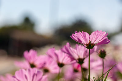 Close-up of pink cosmos flowers