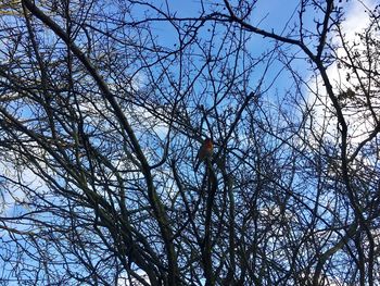 Low angle view of tree against sky