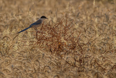 Bird flying over plants