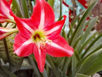 Close-up of day lily blooming outdoors