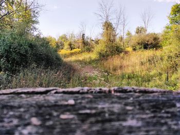 Surface level of grass against trees