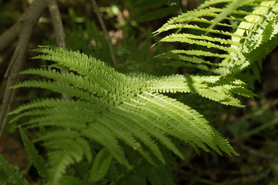 Close-up of fern