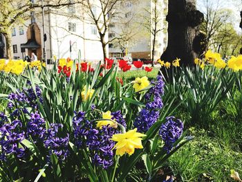 Flowers blooming in park