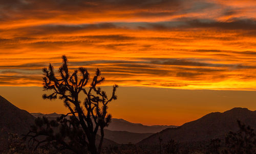 Silhouette tree against dramatic sky during sunset
