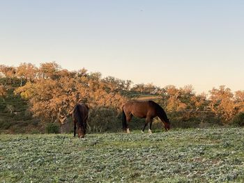 Horses grazing in a field