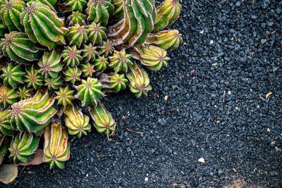 High angle view of plant