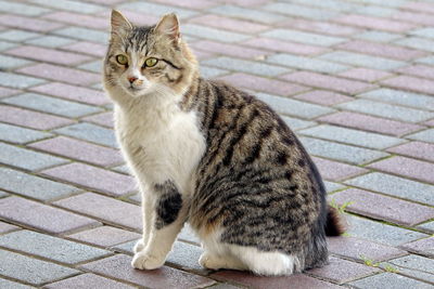 Portrait of tabby cat on footpath