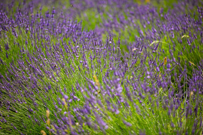 Purple flowering plants on field