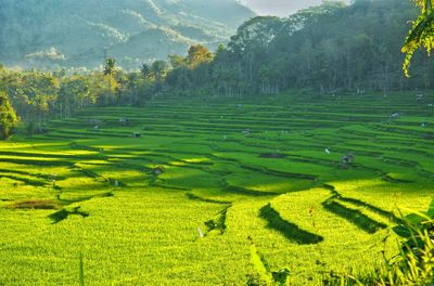 Scenic view of agricultural field