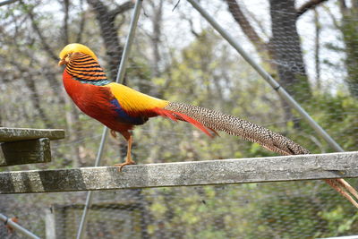 bird