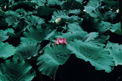 High angle view of flowering plant