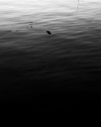 High angle view of swan swimming in lake